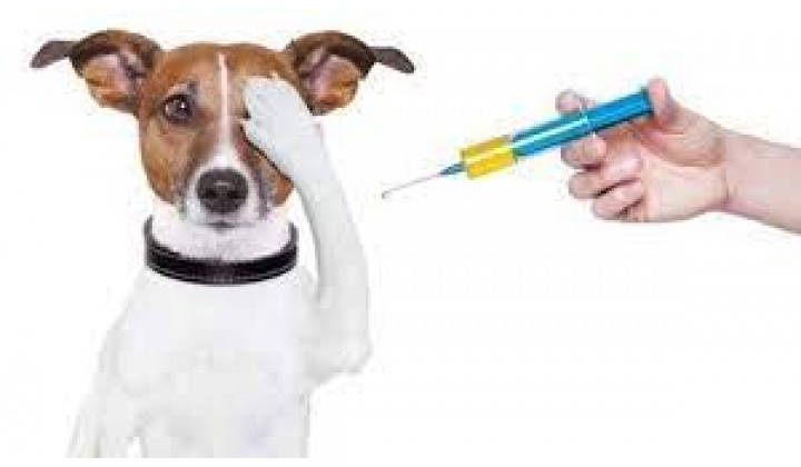 Povinné očkovanie psov a mačiek proti besnote